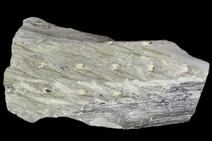 Pennsylvanian, Fossil Club Moss (Lepidodendron) - Alabama #112782